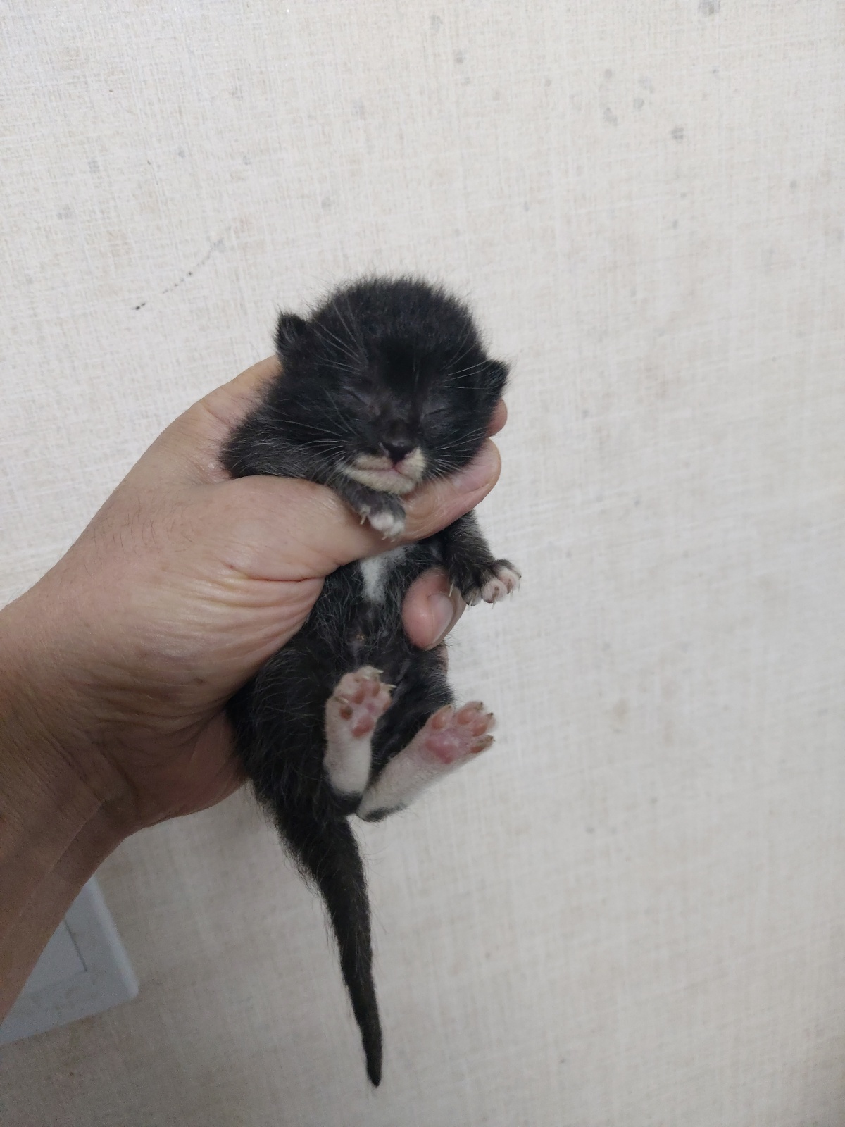 한국 고양이 이미지 파일 입니다.